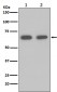 Hsp70 Antibody  